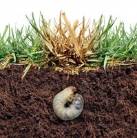 NATUR BLOKER PRZECIW SZKODNIKOM NA KRETY TURKUCIE NICIENIE NATURALNY 1000 g