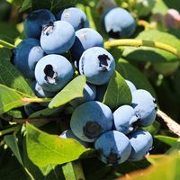 Zestaw Borówka amerykańska