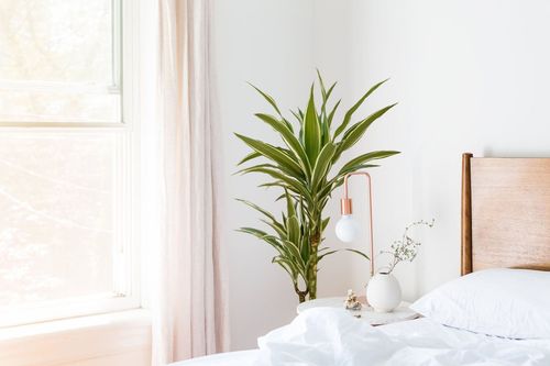 DRACENA WHITE STRIPE  105 cm na Arena.pl