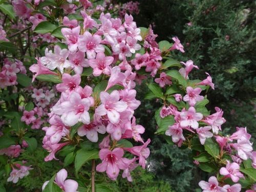 Krzewuszka cudowna PICCOLO Niewysoka Miniaturowa na Arena.pl