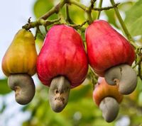 NANERCZ ZACHODNI Anacardium occidentale - NASIONA 20 sztuk - 100g.