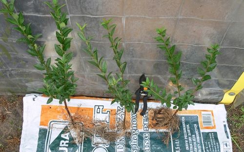 Ligustr pospolity - Liguster - Żywopłot -- 20-50cm --- 100szt. na Arena.pl