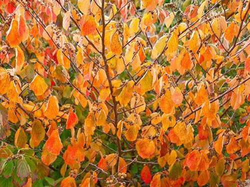 Oczar pośredni Rubin C2 na Arena.pl