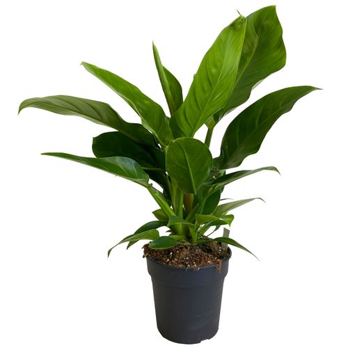 FILODENDRON IMPERIAL GREEN 55cm na Arena.pl