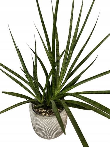 Podpórki do roślin kwiatów podpora pierścieniowa podpórka RINGS S33cm 16/18 na Arena.pl