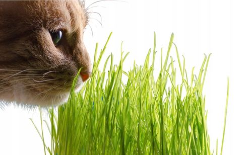 2x EKO Trawka Dla Kota Trawa Odkłaczająca Przysmak EKOLOGICZNA WYROŚNIĘTA na Arena.pl