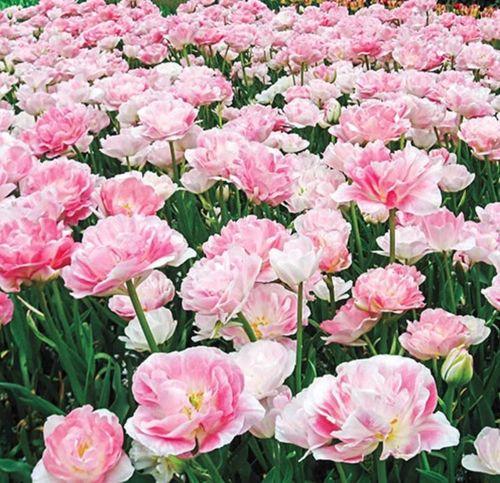 Tulipany pełne Foxtrot zmieniają kolor 20 szt. cebulki tulipanów na Arena.pl