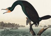 Plakat 29,7x21cm Kormoran Rogaty, J.J. Audubon Vintage do Salonu