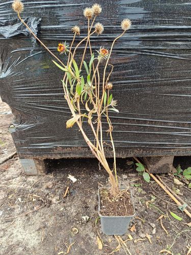 GAILARDIA Kobold - sadzonki 10 / 20 cm na Arena.pl