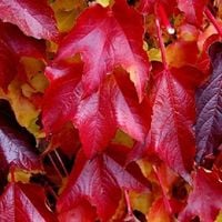 Winobluszcz trójklapowy 'Veitchii' w doniczce P9, wysokość 30-40 cm