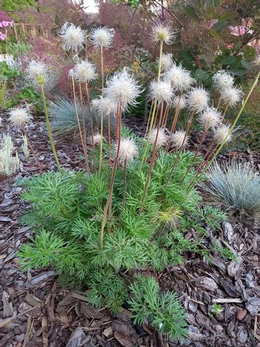 Sasanka zwyczajna na skalniak i taras na Arena.pl