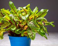 Szczaw Krwisty Dekoracyjny Smaczny Wieloletni Beta-Karoten Rumex Sanguineus