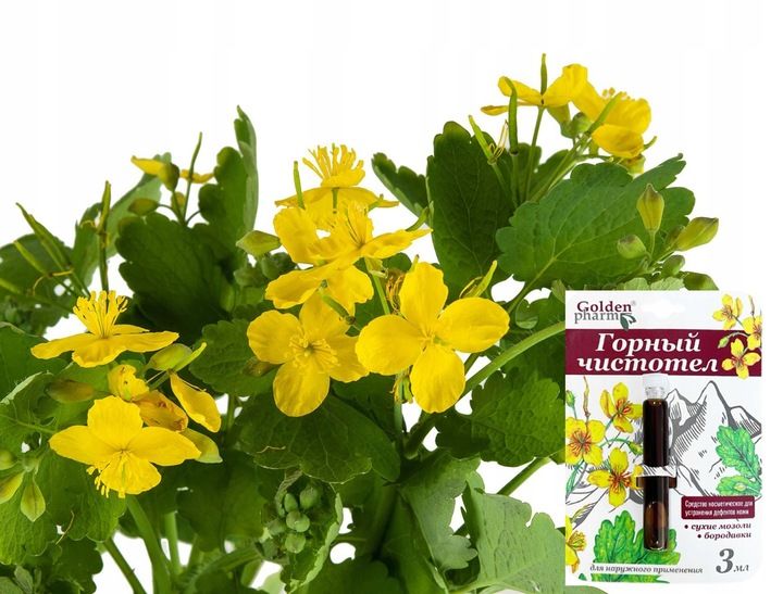 4x EKSTRAKT GLISTNIK GÓRSKI MOCNY KURZAJKI BRODAWKI MODZELE SKUTECZNY MOCNY zdjęcie 4