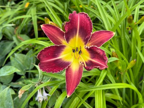 Liliowiec 'Royal Thornbird' Czerwony Żółty (Hemerocallis) Doniczka 2.0L na Arena.pl