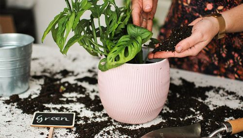 ZIEMIA DO PALM JUK DRACEN 5L PODŁOŻE DO ROŚLIN ZIELONYCH Z NAWOZEM BIOVITA na Arena.pl