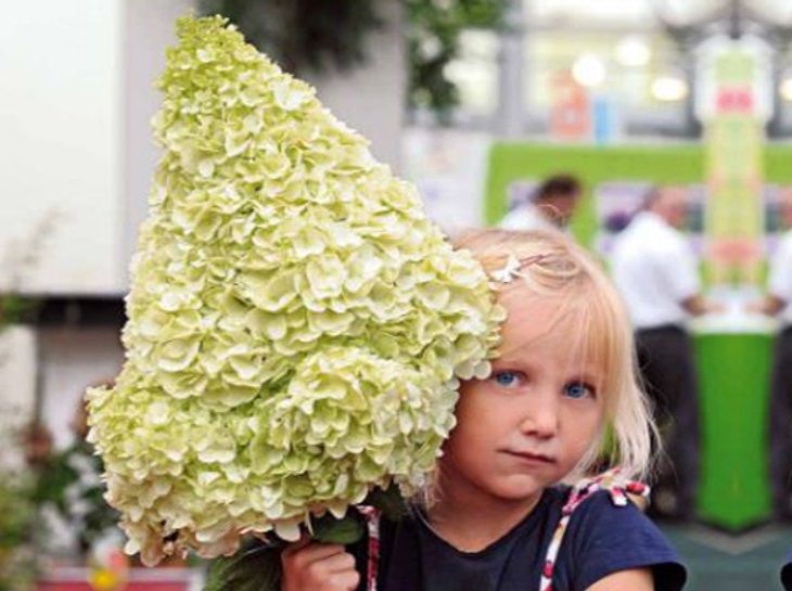 Hortensja bukietowa 'Magical Moonlight GIGANTYCZNE KWIATY 5 SZT zdjęcie 1