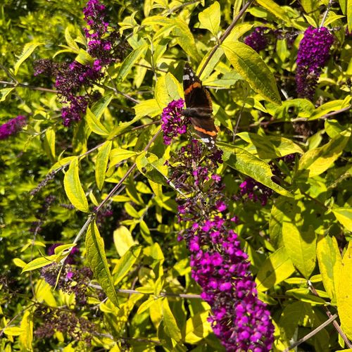 Budleja Dawida 'Santana' (Buddleja davidii) Doniczka 2.0L na Arena.pl