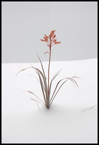 Plakat 67,5x100cm Subtelność Natury na Arena.pl