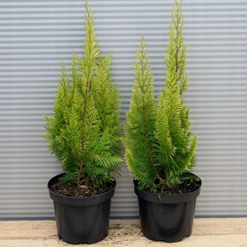 Cyprysik Lawsona IVONNE Na żywopłot Złocisty Żółty Sadzonki C3 na Arena.pl