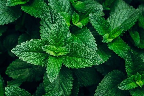 Mentol Krystaliczny 100g * SAUNA * INHALACJE * NOWOŚĆ na Arena.pl