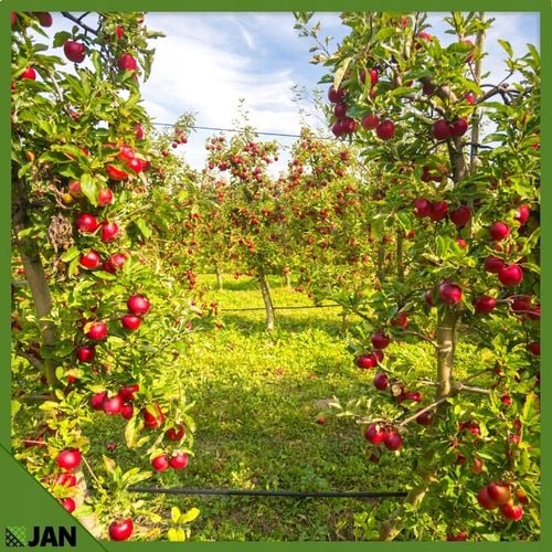 DRUT ocynkowany NACIĄGOWY sadowniczy 2,5 do SIATKI OGRODZENIOWEJ 50m na Arena.pl