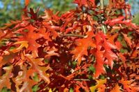 DĄB BŁOTNY - sadzonki 50 / 80 cm