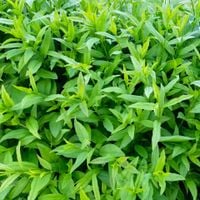 Ligustr pospolity na żywopłoty (Ligustrum)  w  doniczkach P11, 40-60cm