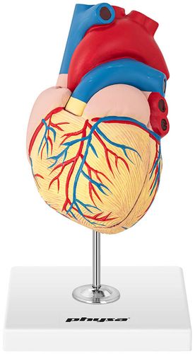 Serce - model anatomiczny Physa PHY-HM-2 na Arena.pl