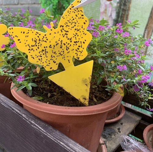 12x ŻÓŁTY LEP DO DONICZEK MOTYL na ziemiórki mszyce muszki owocówki owady na Arena.pl