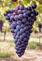 WINOROŚL LEON MILLOT Vitis - sadzonki w doniczkach