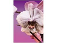 50X70CM KWIATY OBRAZ PION ŚCIAN