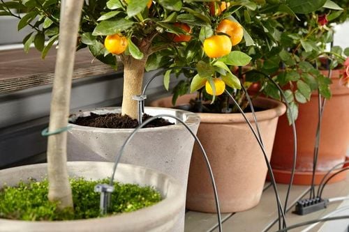 automatyczna konewka - hg-01265-20 na Arena.pl