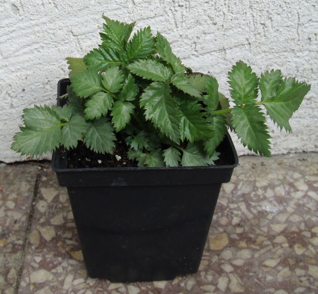 MALINOTRUSKAWKA - sadzonki w doniczkach zdjęcie 4