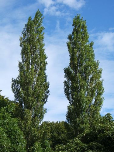 Topola Czarna (Populus Nigra) 80/120cm na Arena.pl
