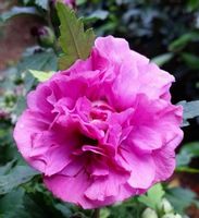 product-compare-49424478