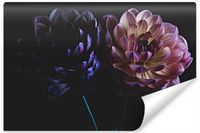 Fototapeta Natura Delikatne DALIE Kwiaty 300cm x 210cm