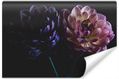 Fototapeta Natura Delikatne DALIE Kwiaty 360cm x 240cm