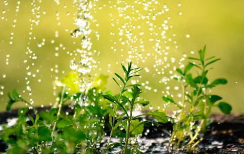 STEROWNIK PROGRAMATOR do NAWADNIANIA Zegar 120min na Arena.pl