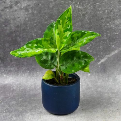 Aglaonema pictum TRICOLOR kolekcjonerska OCIEPLACZ GRATIS D6cm na Arena.pl