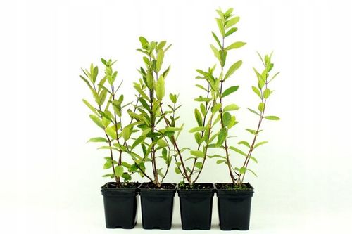 JAGODY 2 x BOREAL BEAST BOREAL BEAUTY ZESTAW 3 SZTUK 3 LETNIE na Arena.pl