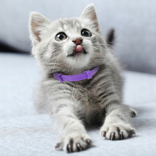 Obroża na pchły i kleszcze dla kota w wieku 8 miesięcy 32 CM na Arena.pl