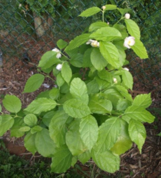 KIELICHOWIEC CHIŃSKI Sinocalycanthus - sadz w don !! zdjęcie 3