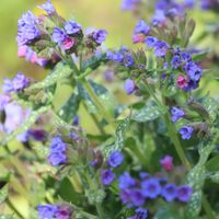 Miodunka TWINKLE TOE Jasno-niebieskia Miododajna Do cienia Sadzonki 1L