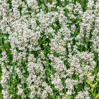 product-compare-60163449