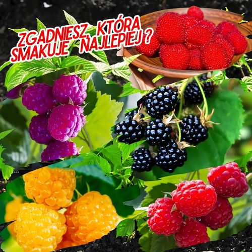 Malina FIOLETOWA , aromatyczne intensywne owocowanie, Soczyste owoce na Arena.pl