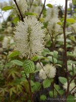 Fotergilla mieszańcowa Beaver Creek jesienne wybarwienie