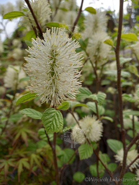Fotergilla mieszańcowa Beaver Creek jesienne wybarwienie zdjęcie 1