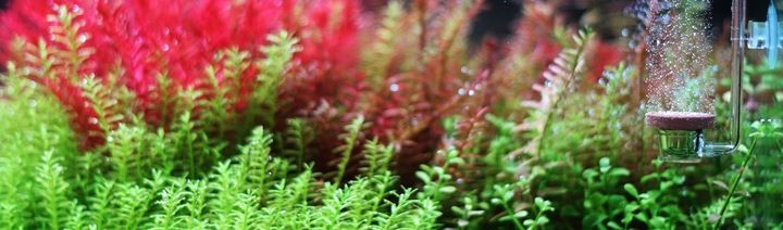 Twinstar CO2 diffuser S zdjęcie 3