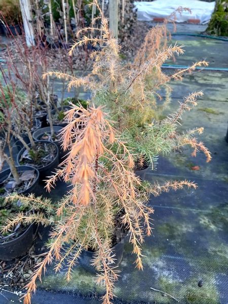 Jałowiec pospolity Kalebab na skalniak zdjęcie 1