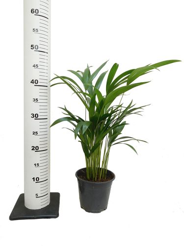 PALMA AREKA (ARECA) na Arena.pl